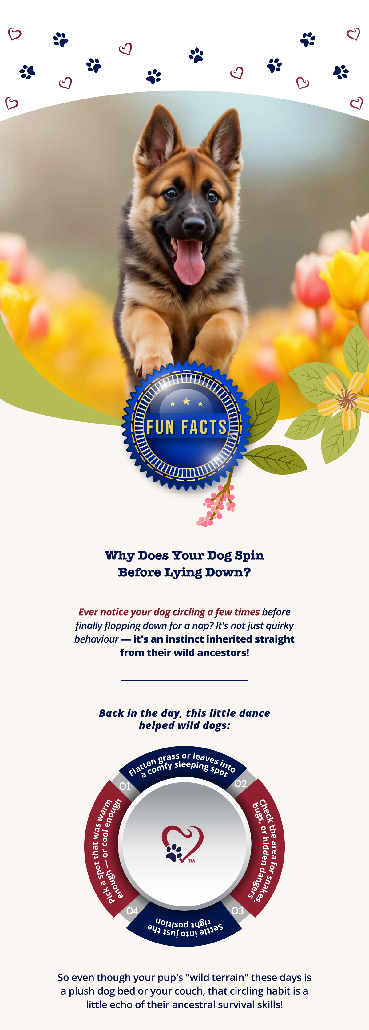 Why does your dog spin before lying down?