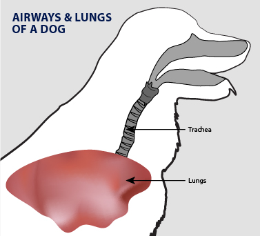 Pneumonia in dogs