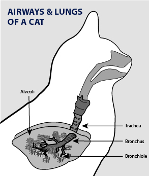 Cat lungs