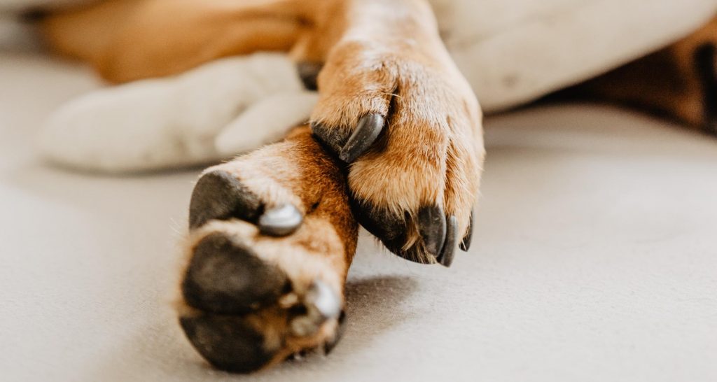 Protecting Your Dog’s Paws From Hot Surfaces PetlifeNZ™