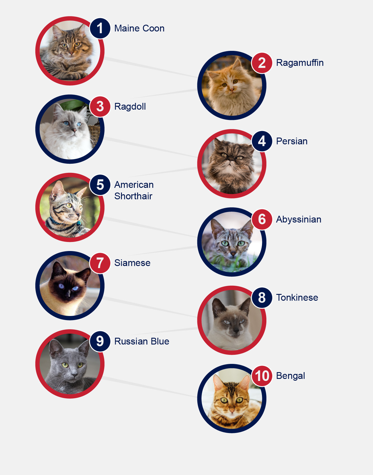 10 Popular Cat Breeds