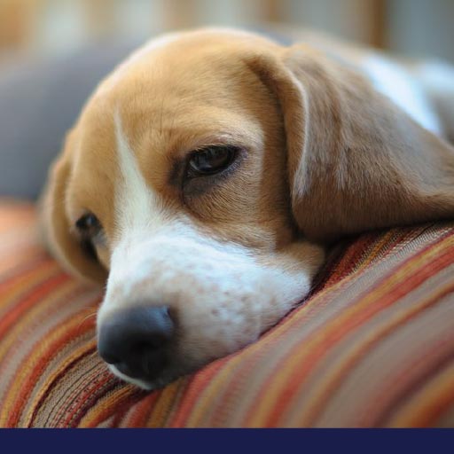 Anaemia Due To Iron Deficiency In Dogs PetlifeNZ™