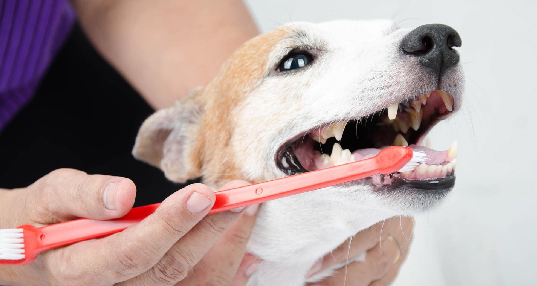 How To Keep Your Dog's Mouth Clean - PetlifeNZ™