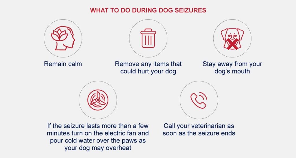 What to do during dog seizures