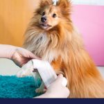 First aid for dogs part 1