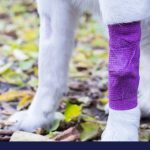 First aid for dogs part 2