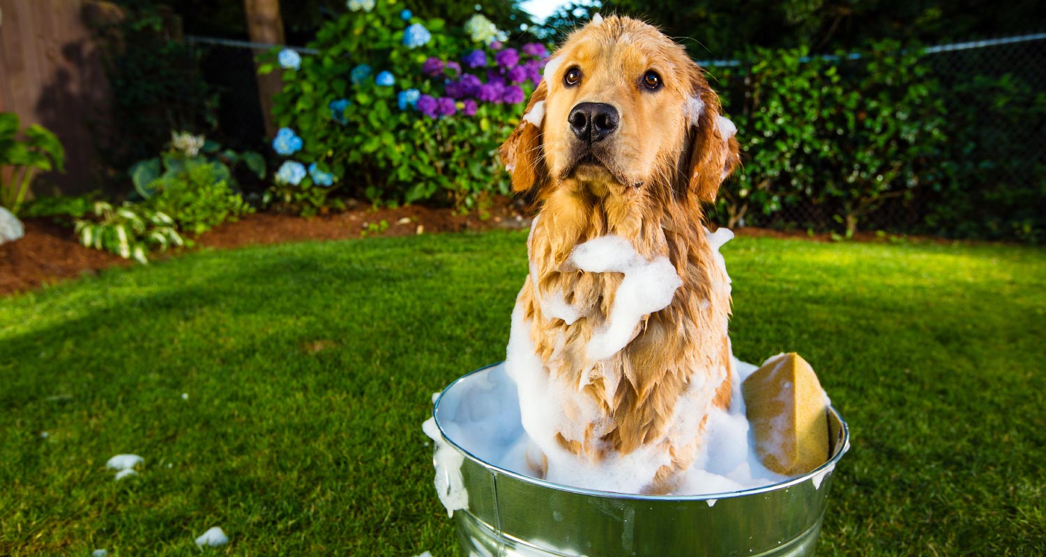 Handy overview of dog shampoos
