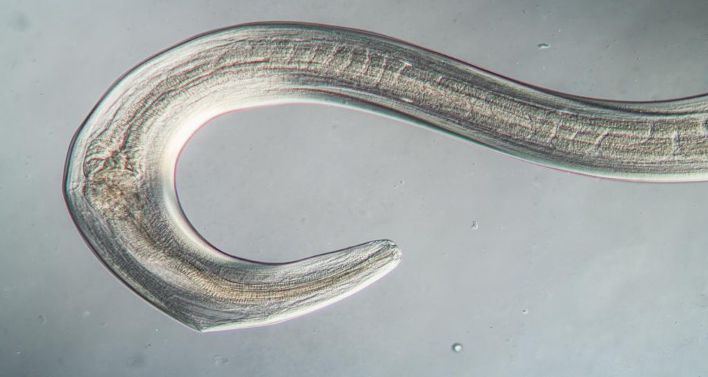 Roundworms In Cats PetlifeNZ™