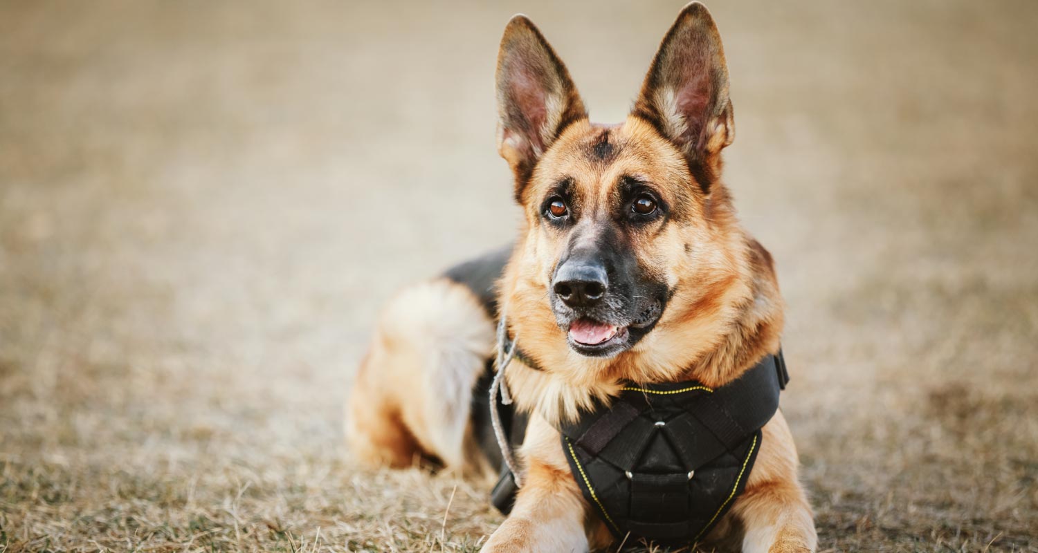 10 of the best police dog breeds in the world