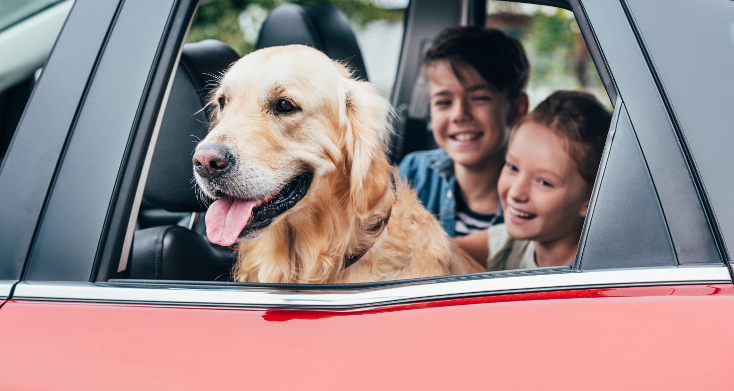 How to tackle pet transport