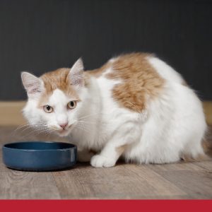 10 tips for caring for cats with kidney failure