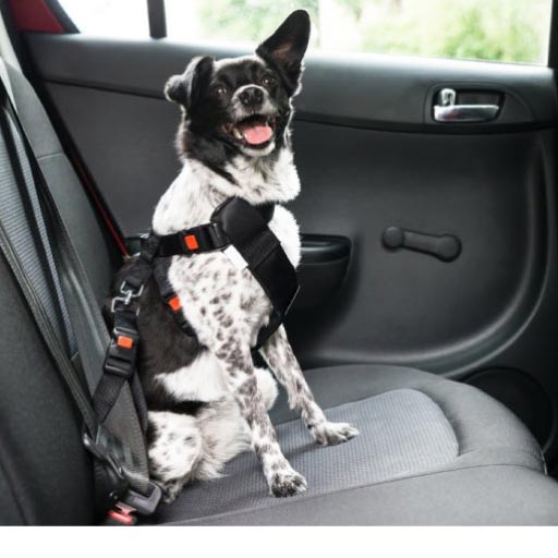 Image showcasing Safety & Emergencies - Dog and Cat Safety | PetlifeNZ™