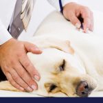 Causes and signs of yeast infection in dogs