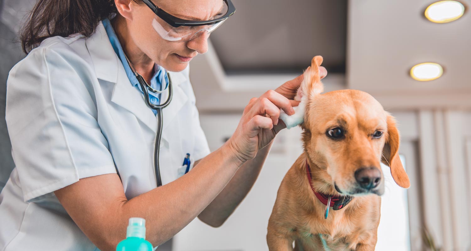 Ear infections in dogs signs causes diagnosis treatment and prevention