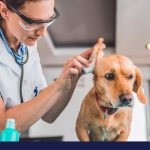 Ear infections in dogs signs causes diagnosis treatment and prevention
