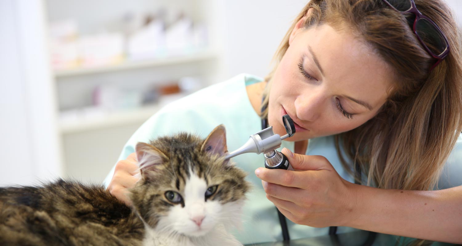 Ear infections in cats