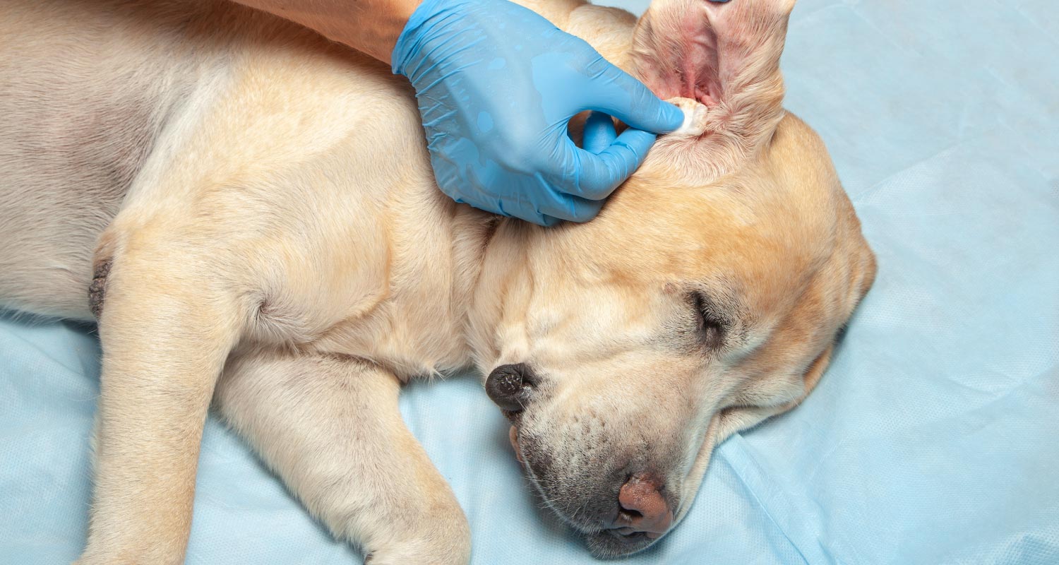 Ear infections in dogs