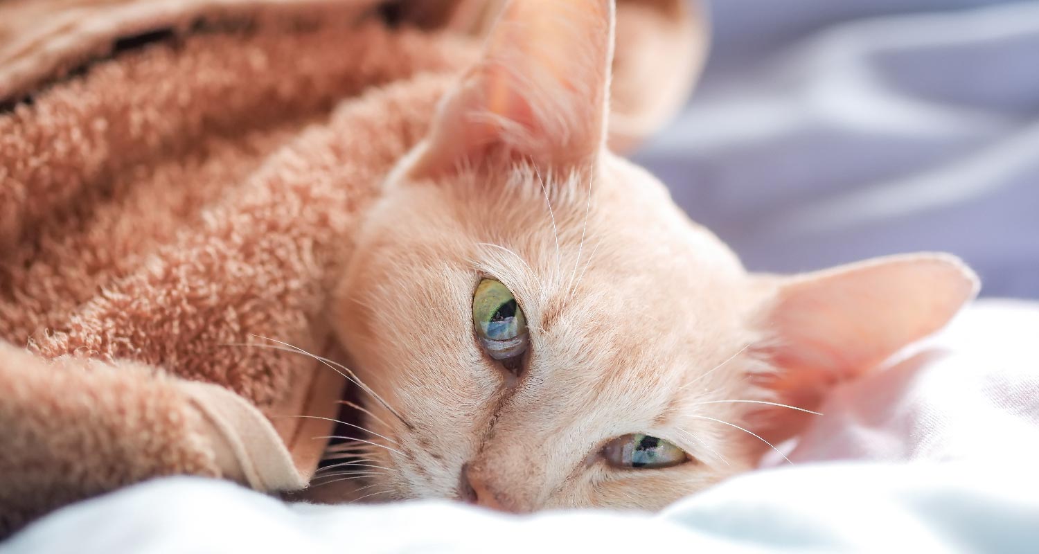 Types of rare cancers in cats