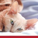 Types of rare cancers in cats