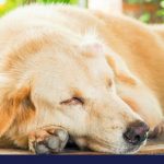 Overview of cancer causes and signs in dogs