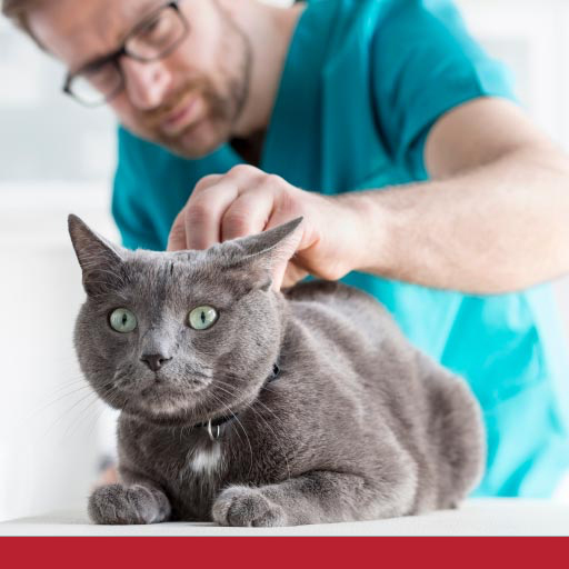 How Can I Check If My Cat Has Worms? PetlifeNZ™