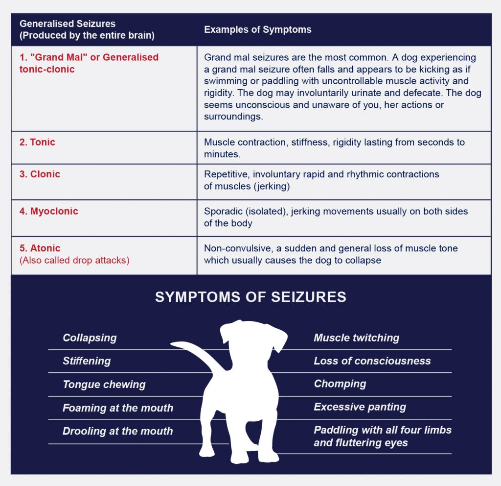 Epilepsy & Seizures In Dogs - PetlifeNZ™