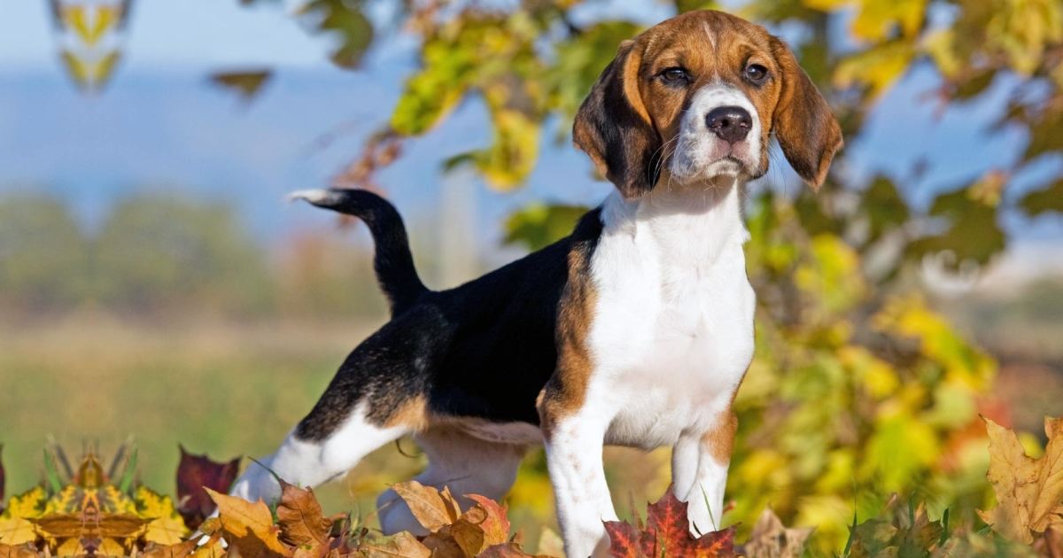 Dog Epilepsy Can Be Managed PetlifeNZ™