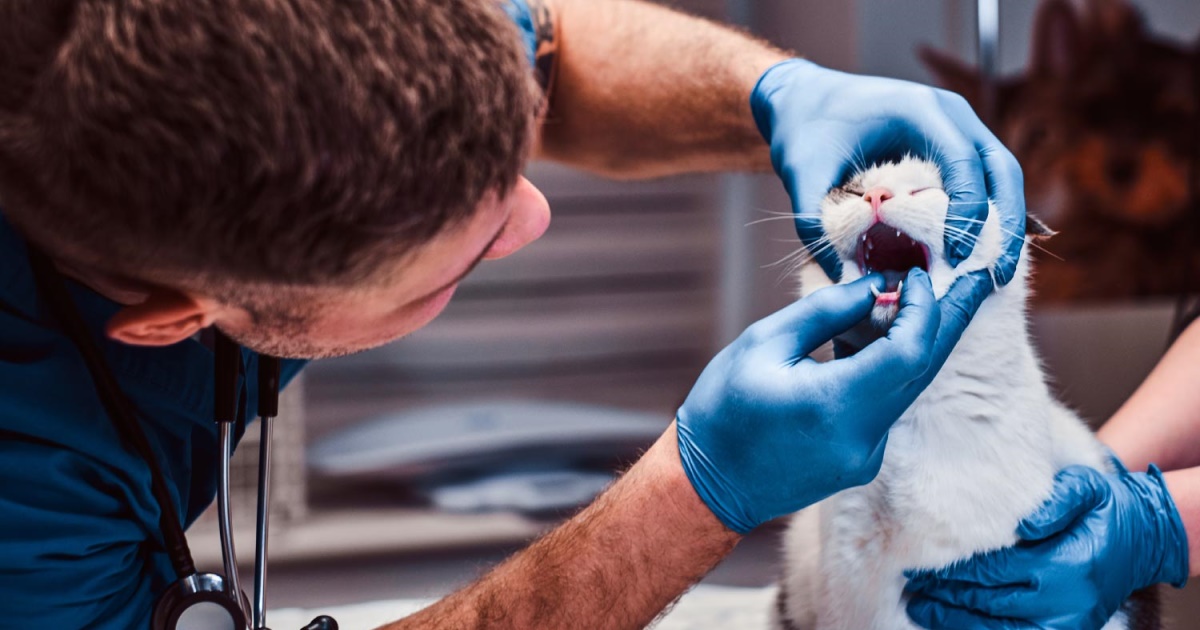 Signs And Types Of Oral And Gum Disease In Cats - PetlifeNZ™