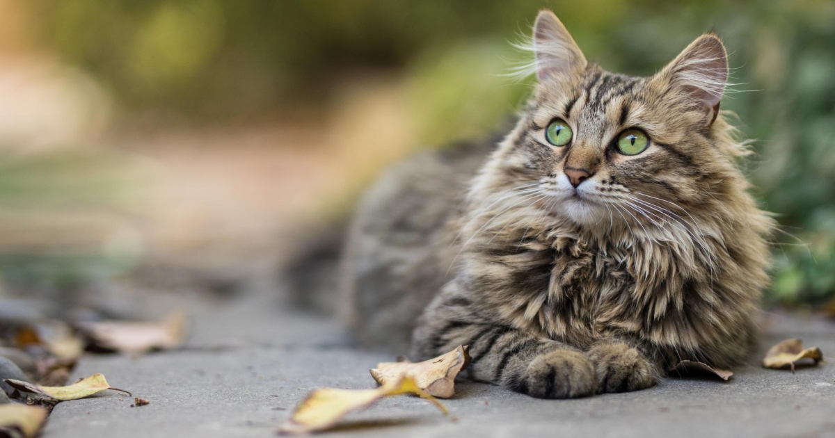 cat's coat is dull