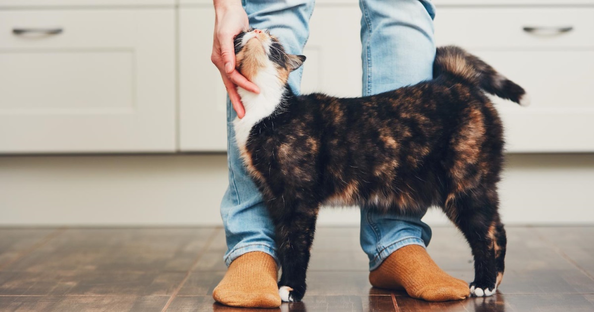 Cat Parasites That Can Infect Humans PetlifeNZ™