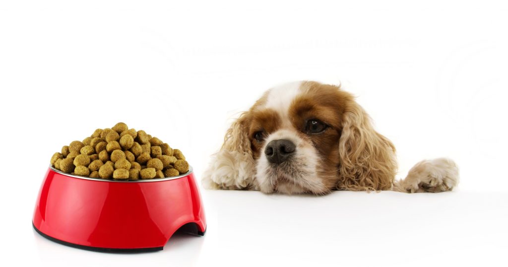 Dog Food Thoughts How Much Do You Know About Kibble? PetlifeNZ™
