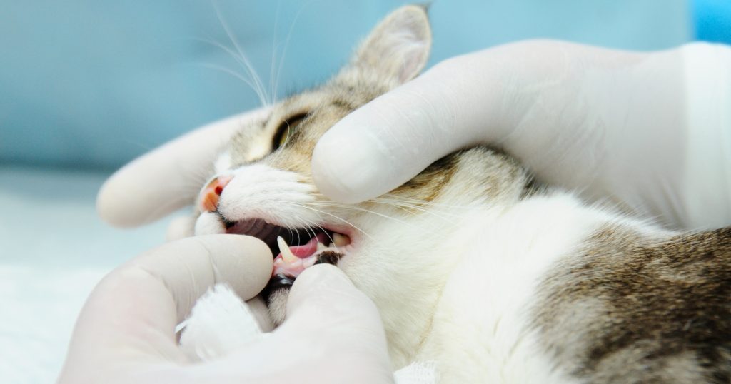 Stages And Treatment Of Gum Disease In Cats - PetlifeNZ™