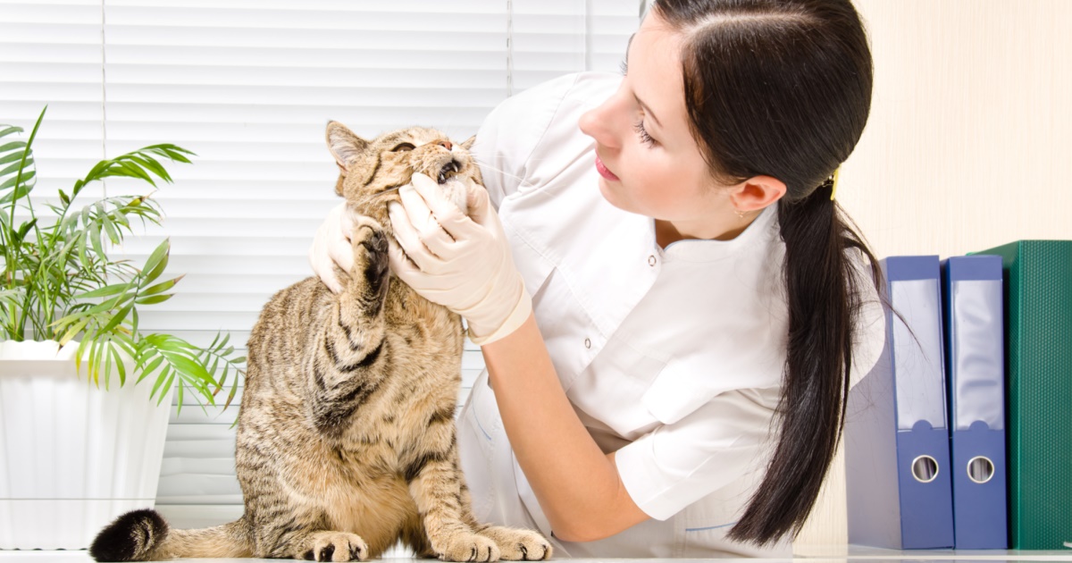 What You Should Know About Oral Health Assessments For Cats PetlifeNZ™