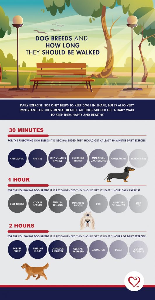 Dog Breeds And How Long They Should Be Walked PetlifeNZ™
