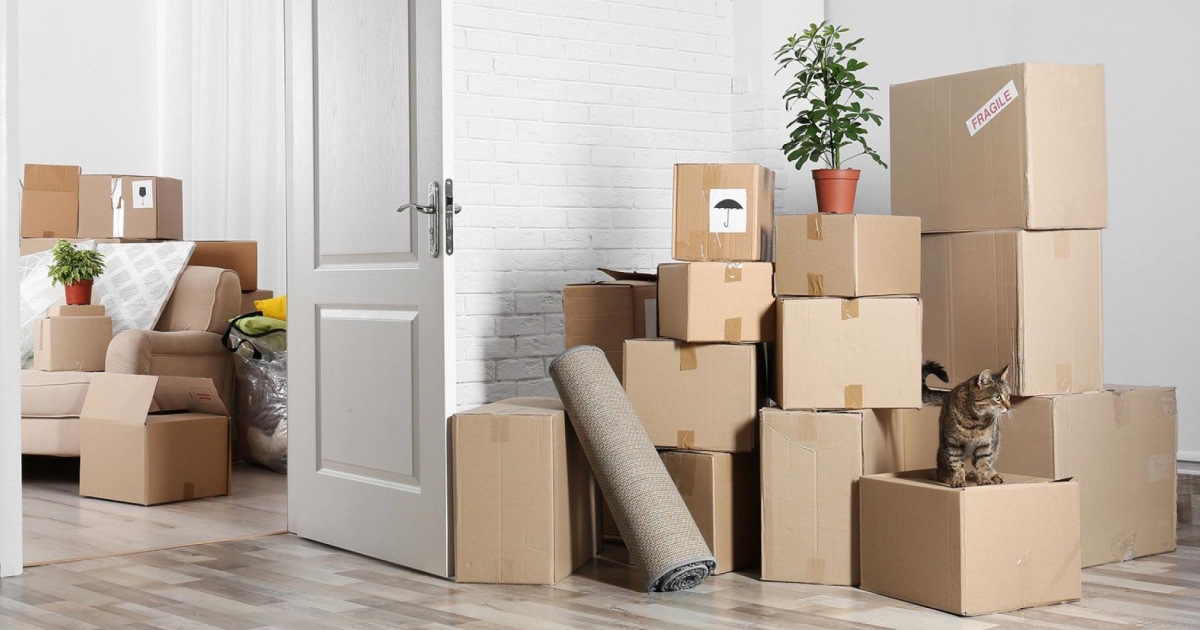 Moving House With A Cat PetlifeNZ™