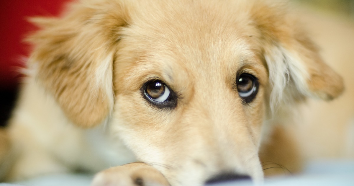 Canine Eye Health PetlifeNZ™