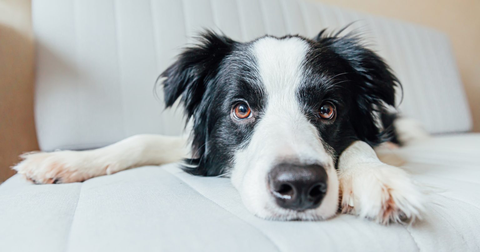 Separation Anxiety In Dogs PetlifeNZ™