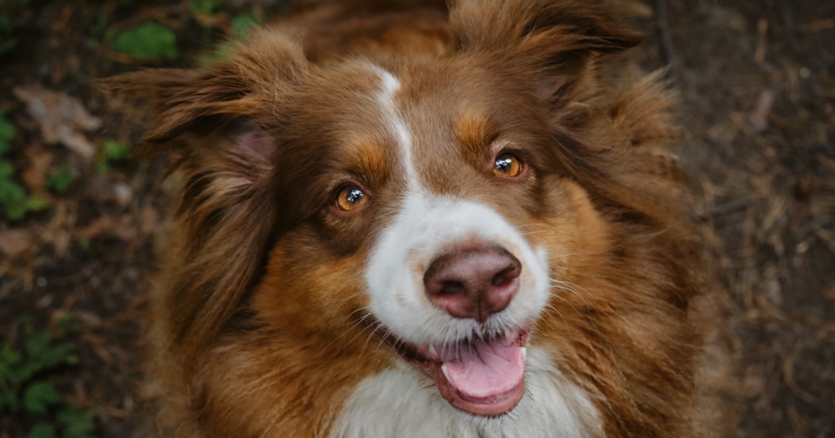 Recipe: Liver Biscuits For Dogs - PetlifeNZ™