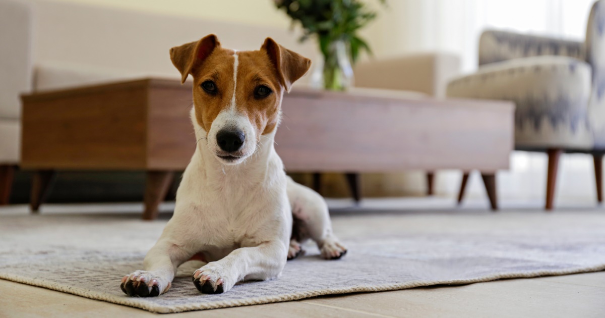 The Best Dog Breeds For Apartment Living PetlifeNZ™